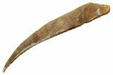 Fossil Shark (Hybodus) Dorsal Spine - Kem Kem Beds, Morocco #353140-1